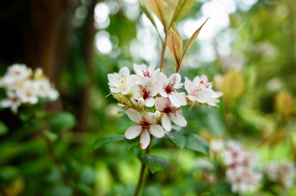 大地回春各地晴朗好天氣,在市民大道北側的華山公園帶狀沿線上、台北植物園石斑木已開始綻放嬌美的白色小花! 大地回春各地晴朗好天氣,在市民大道北側的華山公園帶狀沿線上、台北植物園石斑木已開始綻放嬌美的白色小花!