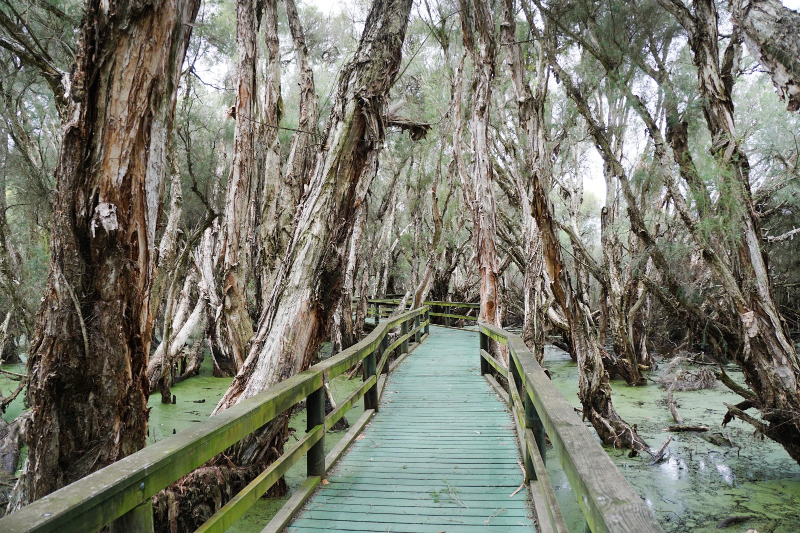 The Spectacles (Beeliar Regional Park) The Long Way's Better
