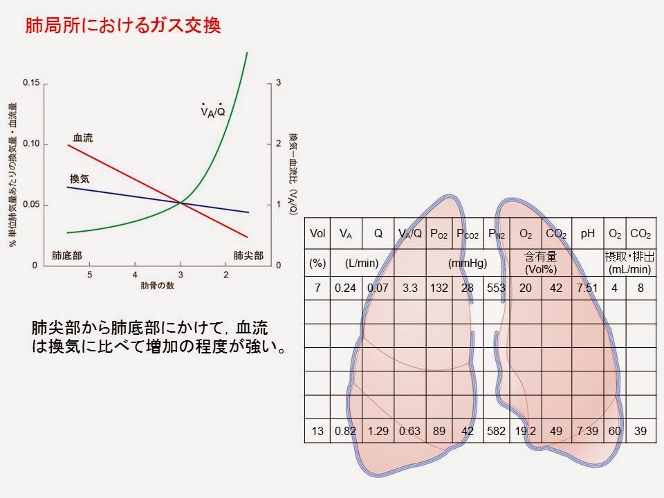 日々是好日～ゆっくりゆっくり生理学～ 呼吸生理_29