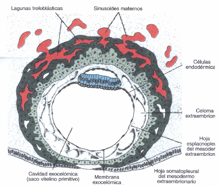 Practicas Embriología Equipo 2: Implantación del embrión humano.