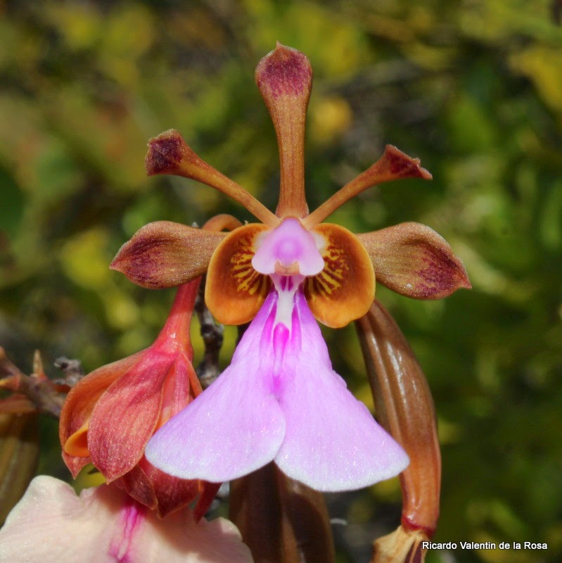Ricardo's Blog, : Flower variability 