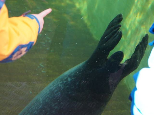 Kiellinie Seehundbecken Aquarium Kiel Geomar Kiel Glasscheibe