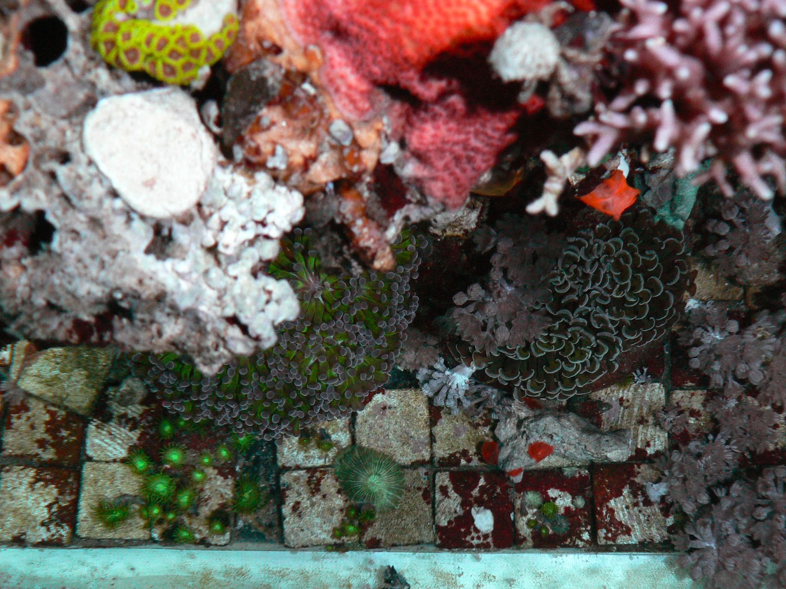 Kaya's Reef Tree: Macro Coral Pictures
