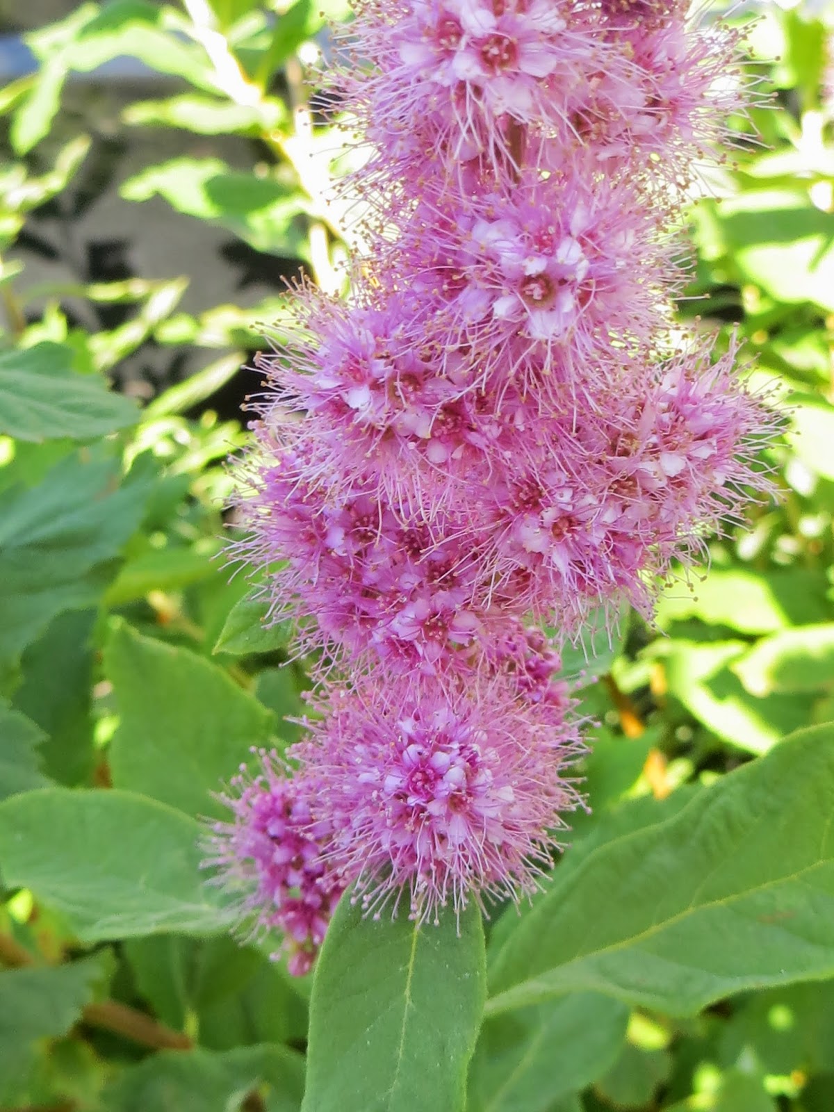 A Dozen More Native Plants to Try
