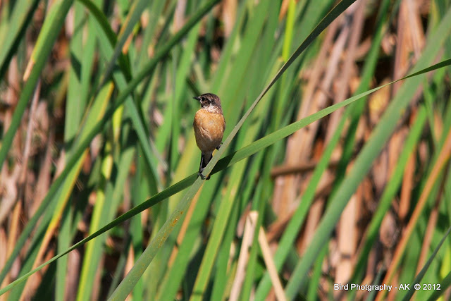 Common Stonechat