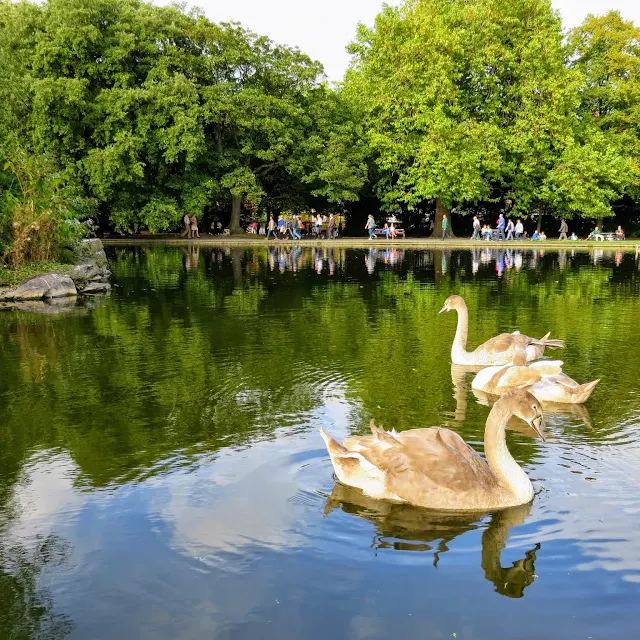 One day in Dublin City Itinerary: swans on the pond in St. Stephen's Green
