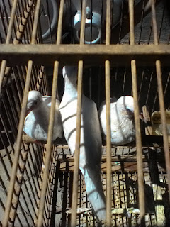 JUAL KUTUT: Jual Perkutut Putih Mata Merah