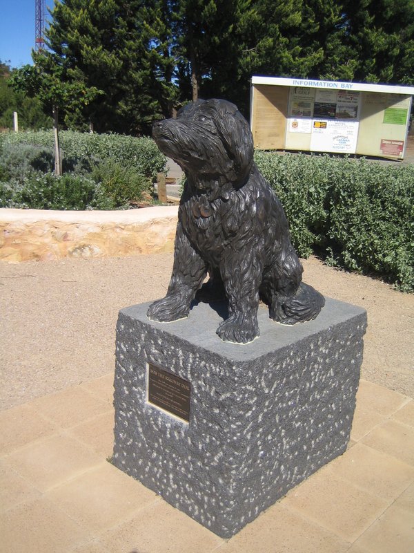 Bob the Railway Dog from Peterborough Australian Dog Lover