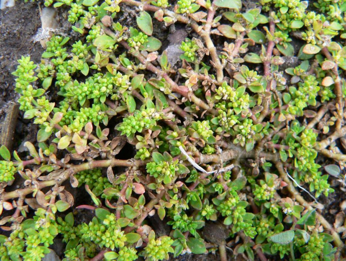 трава грыжник при недержании мочи. грыжник гладкий (herniaria glabra). грыжник душистый. грыжник гладкий. трава грыжник лечебные свойства.