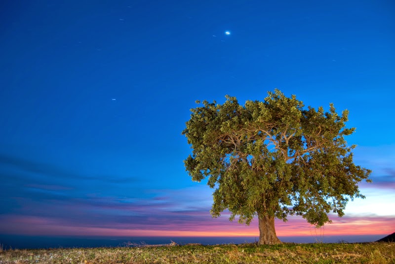 شجرة مصورة ليلا