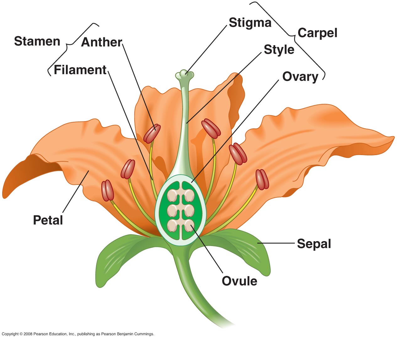 plant-reproductive-parts-worksheet-along-with-zulu-worksheets-for-grade