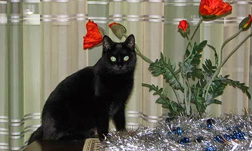 Чёрная кошка — символ удачи или несчастья? 