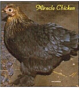 The Miracle Chicken