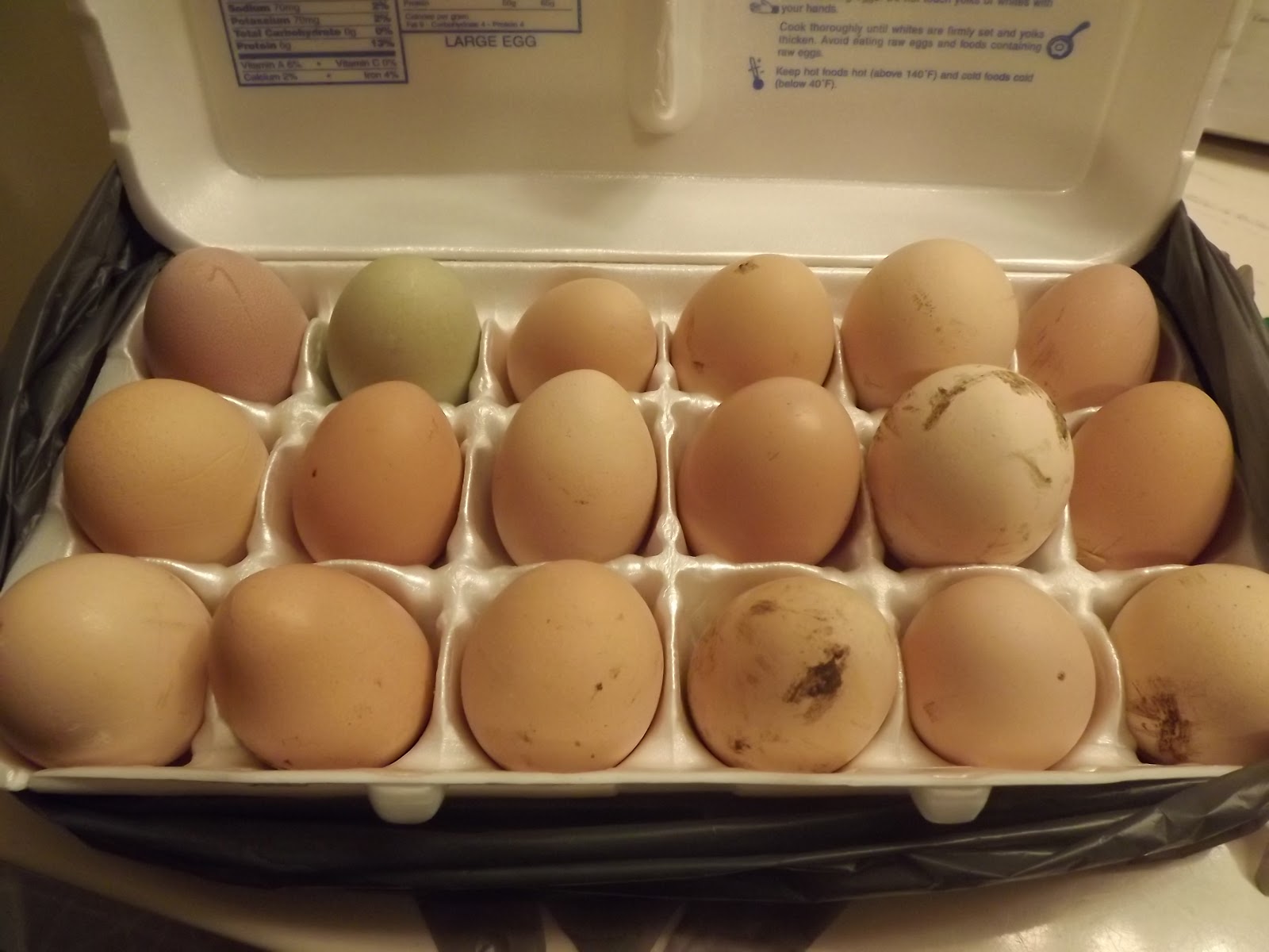 God is good ! Incubating chicken eggs