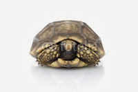 tortoise hiding in a shell