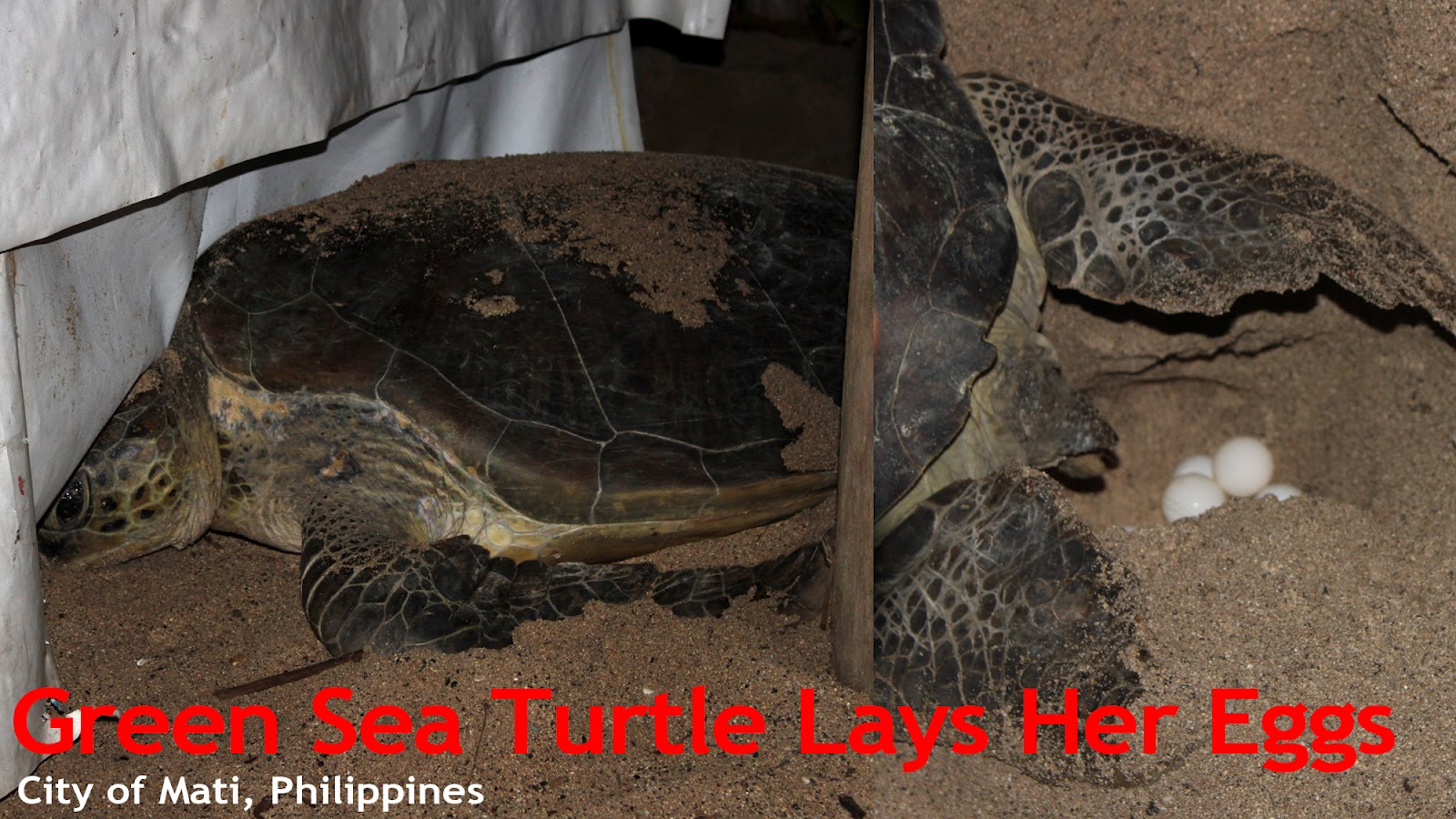 Wildlife to Witness Green Sea Turtle Lays Her Eggs Mesmerizing Mati