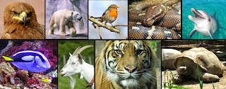 Resultado de imagen para diferentes especies