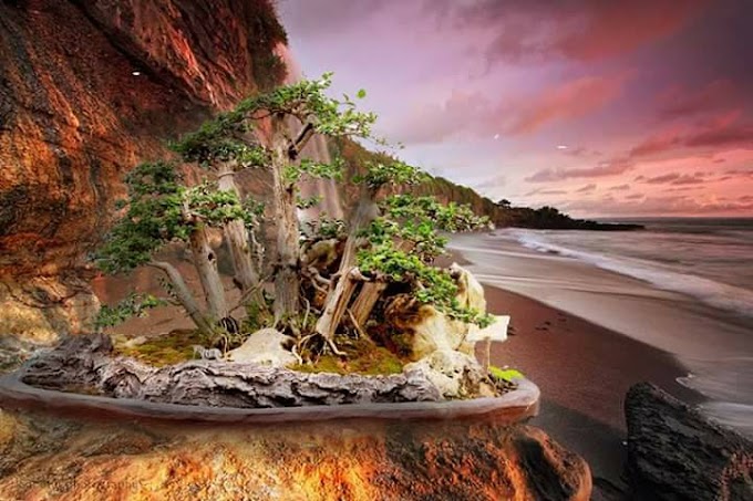 Memperbaiki Kesalahan Pada Batang-Ranting Bonsai