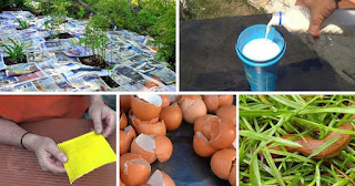 18 Pesticidas caseros ecológicos para plantas