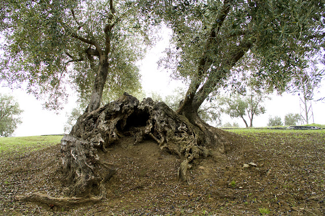 ディオール – オートクチュール – 2012-13 年秋冬