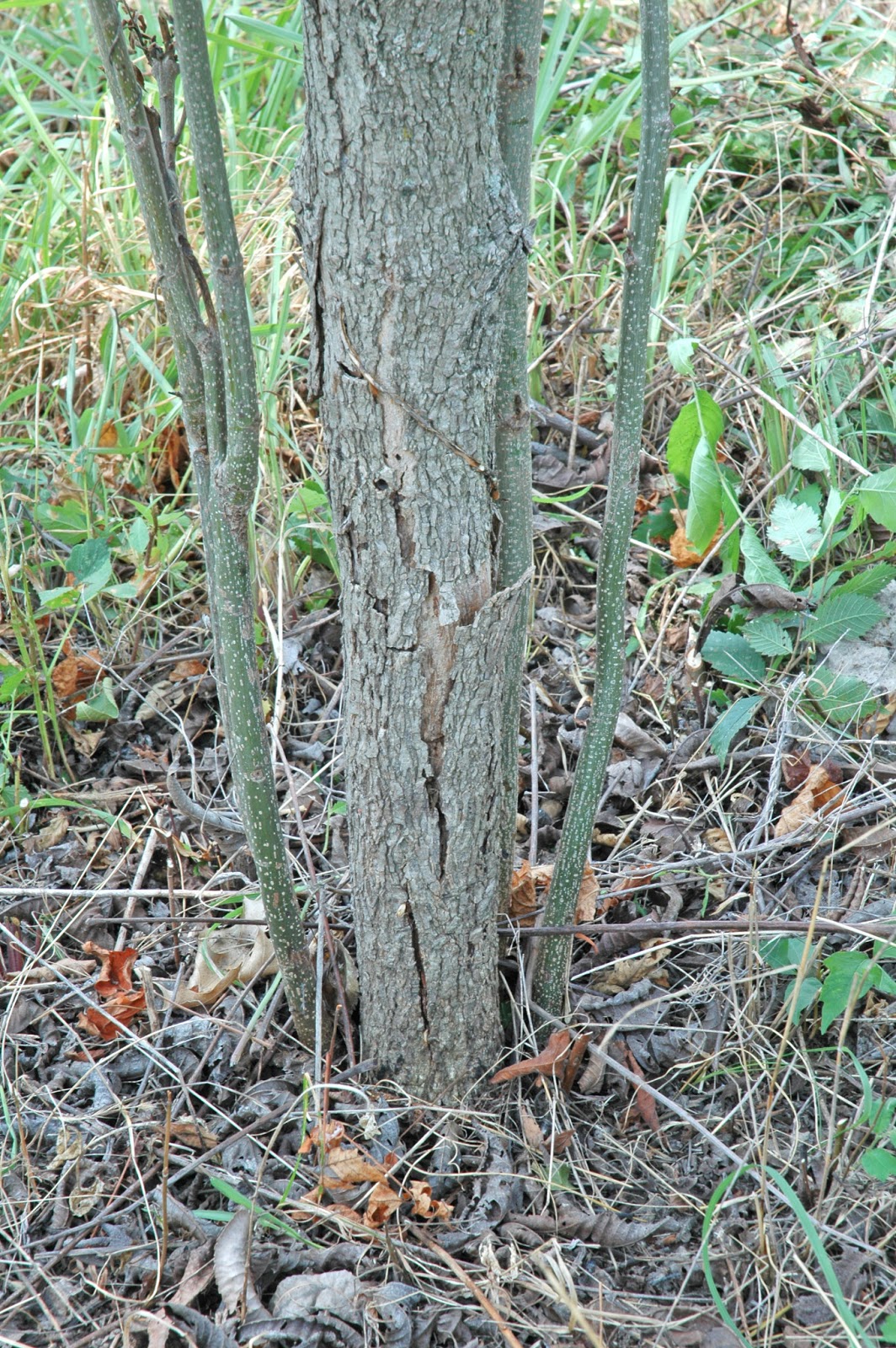 Northern Pecans Poor tree growth and the appearance of