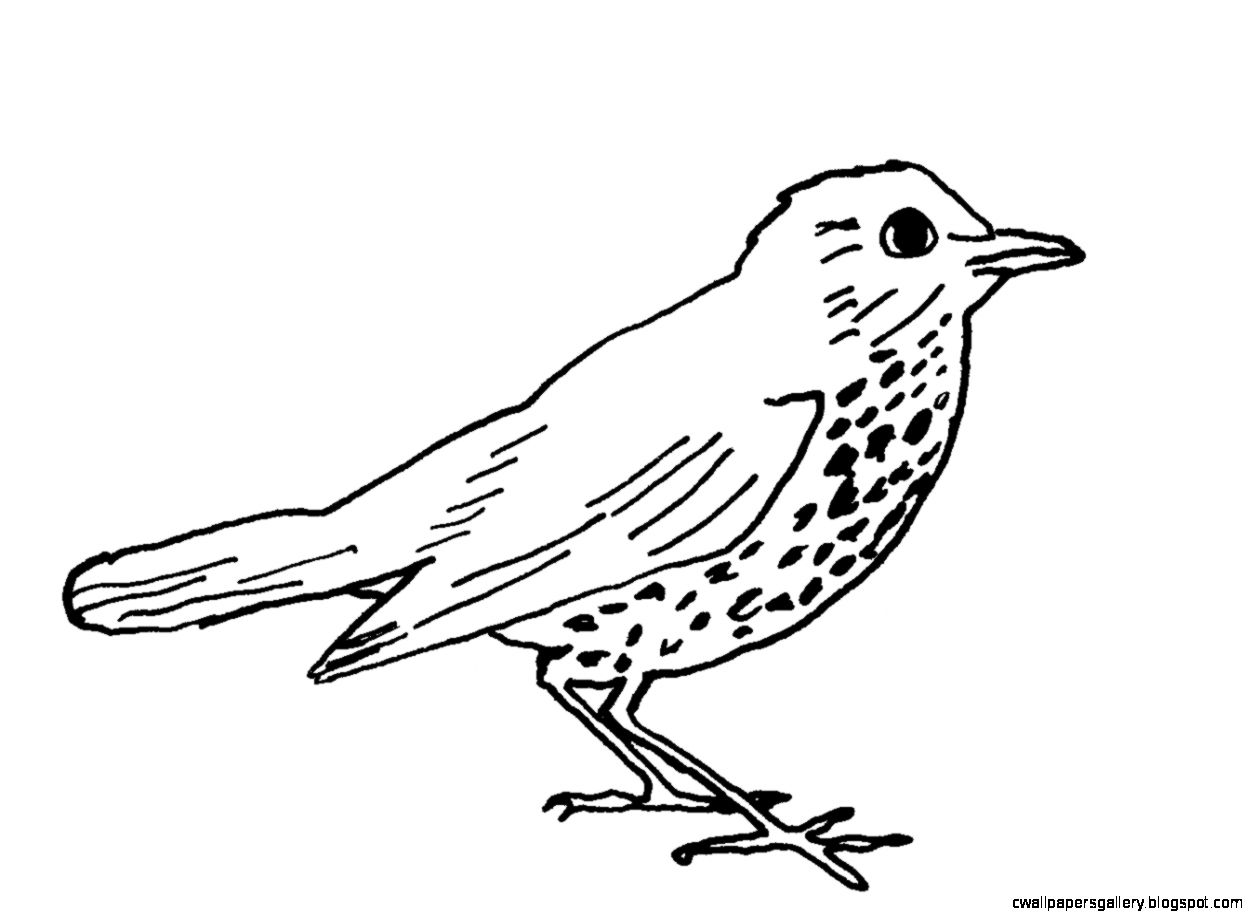 Bird Line Drawing Wallpapers Gallery