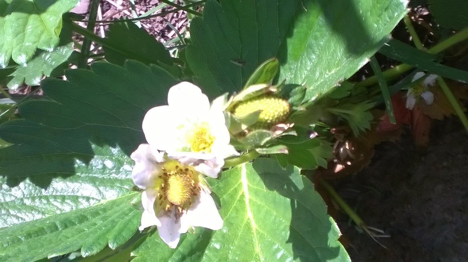 Sensitive Plant Lady Sensitive Strawberries