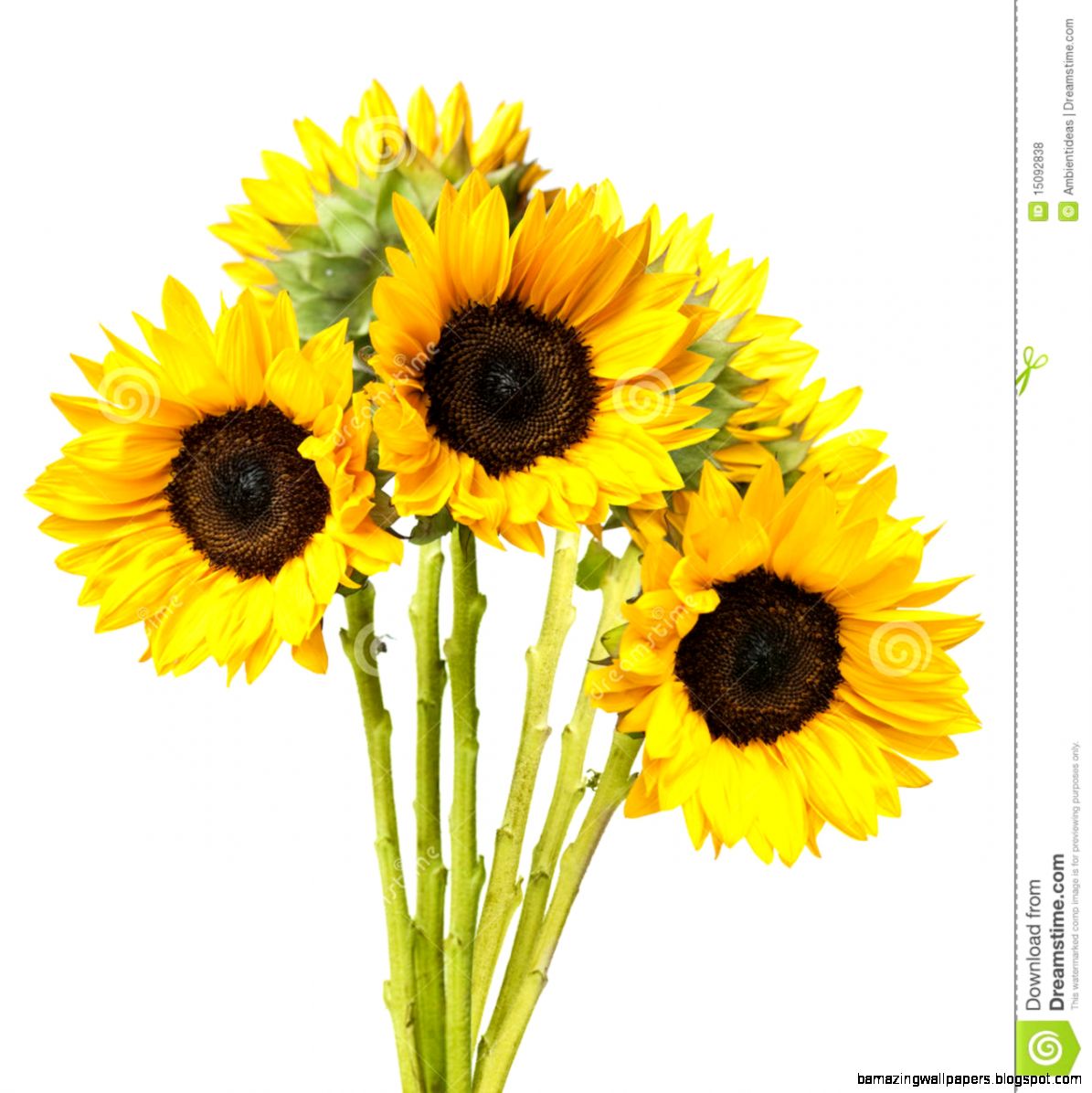 Sunflower Corner Border Clipart Download Common Sunflower Free EC8