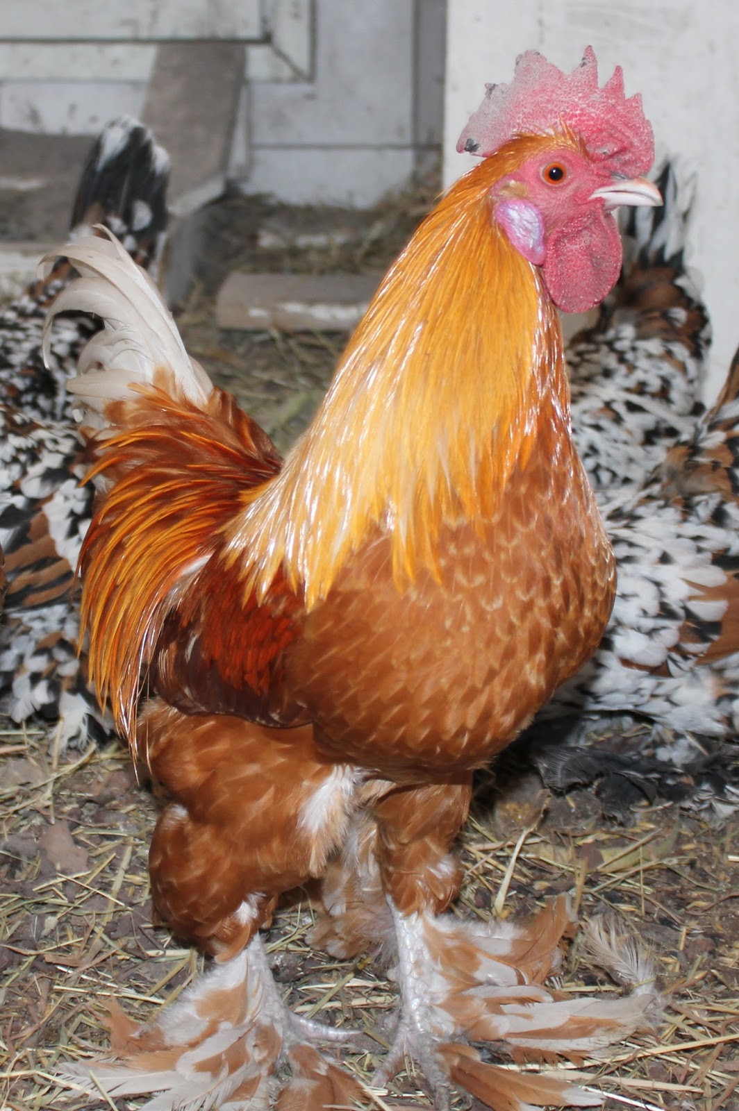 Iso Saalis eebenpuu lesbot syöminen pillua