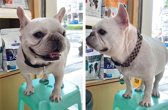 罹患膀胱癌的法國鬥牛犬,在化療前先用中醫調養,結果化療期間沒發生身體不適的副作用。