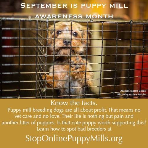 TLC Animal Shelter News September is National Puppy Mill Awareness Month