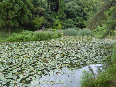 花博記念公園鶴見緑地 日本庭園 睡蓮池