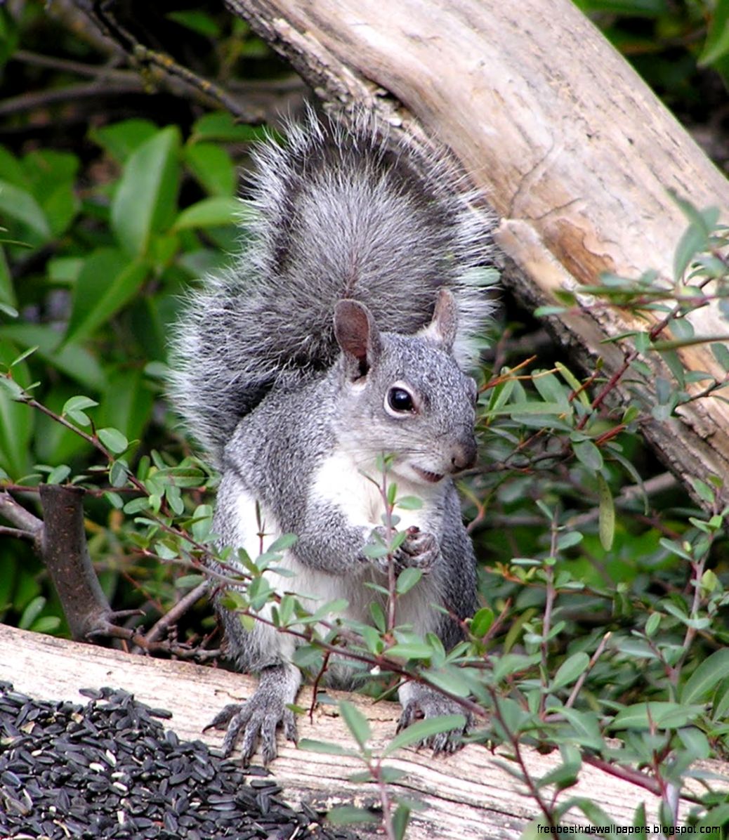 Western Gray Squirrel
