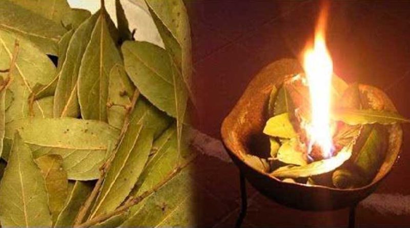 Burn Laurel Leaves At Home, It's Great For Your Health