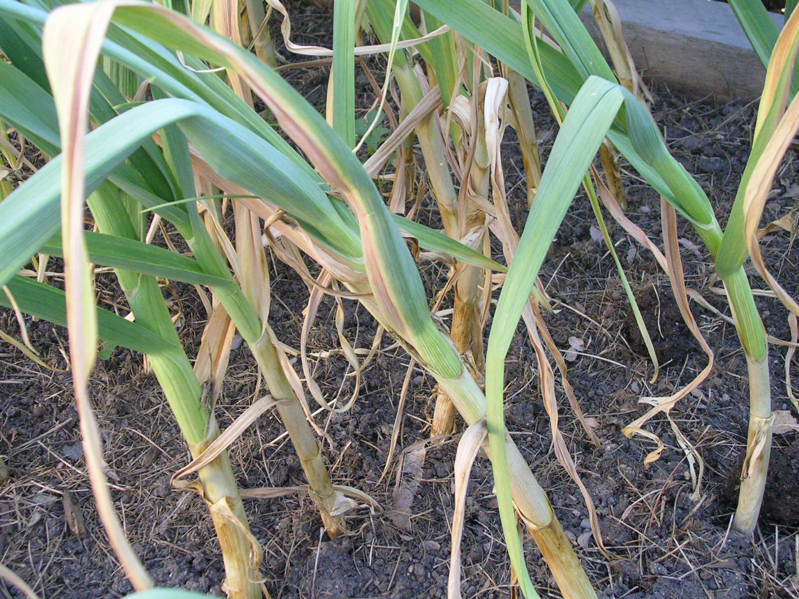 Colorado Garden Punch List Betty Cahill Garlic Harvest