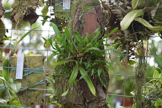 , Visita alle serre di Giulio Celandroni, diarid'orchidee