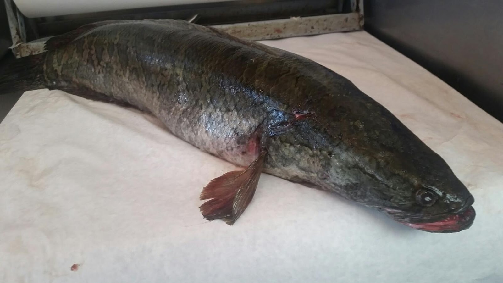 The Edible Ocean March 2016