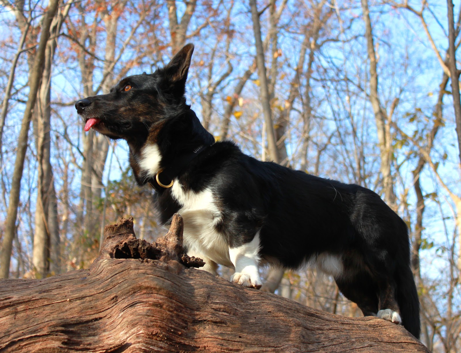 A Tail Of Two Cardis A Hiking We Will Go 