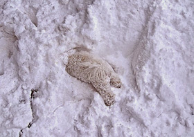 بالصور: حيوانات لطيفة تلعب في الثلج للمرة الأولى