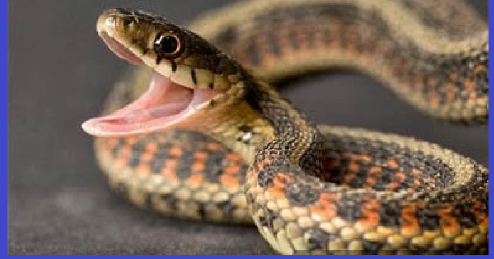 MIMPI DIKEJAR ULAR (Menurut Primbon)