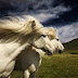 Aγρια άλογα Ισλανδίας