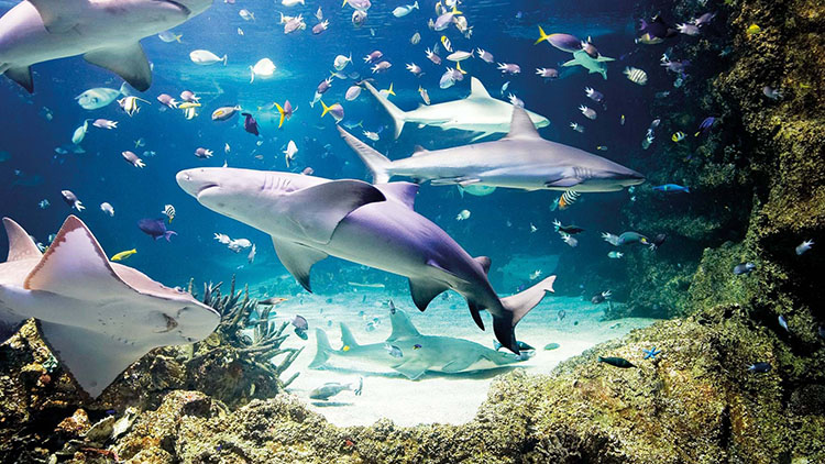 londonn aquarium