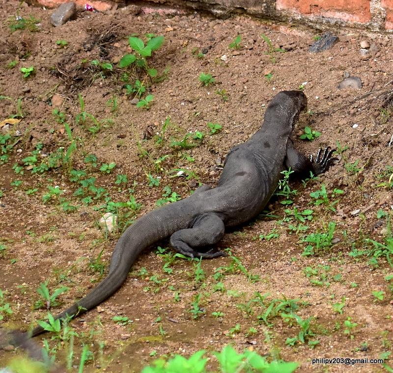 philipveerasingam An Iguana 'Thalagoya' S, 'Udumbu' T Home garden