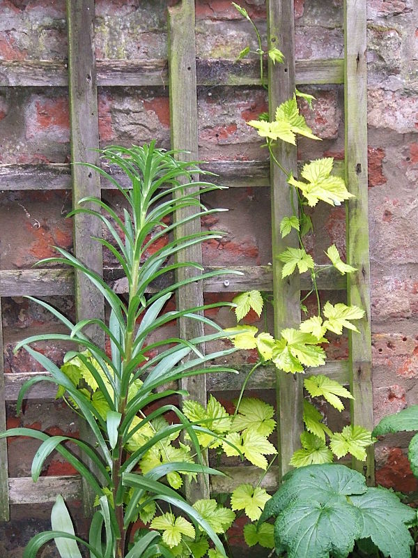 The Backyard Larder Blog Caught on the Hop