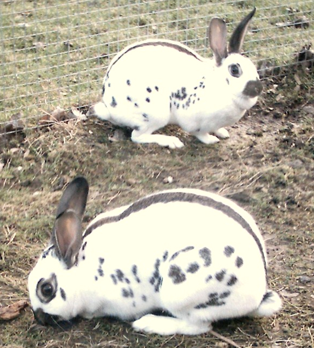 Checkered Giant Rabbit Photos Duneland 4Her wins Best of Show The