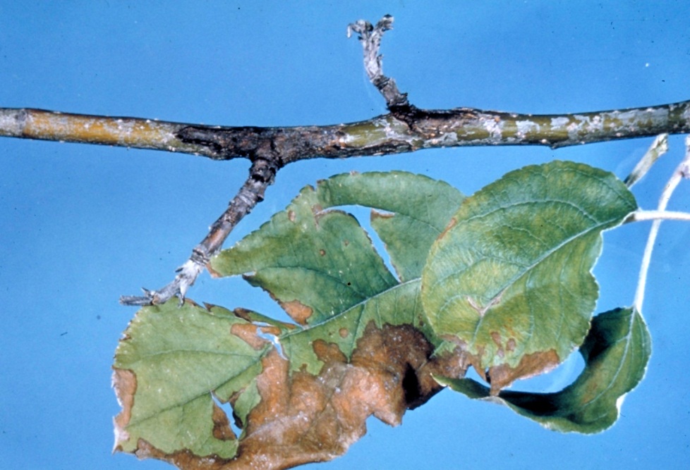 UK Diseases of Fruit Crops & Ornamentals What You May Not Know about