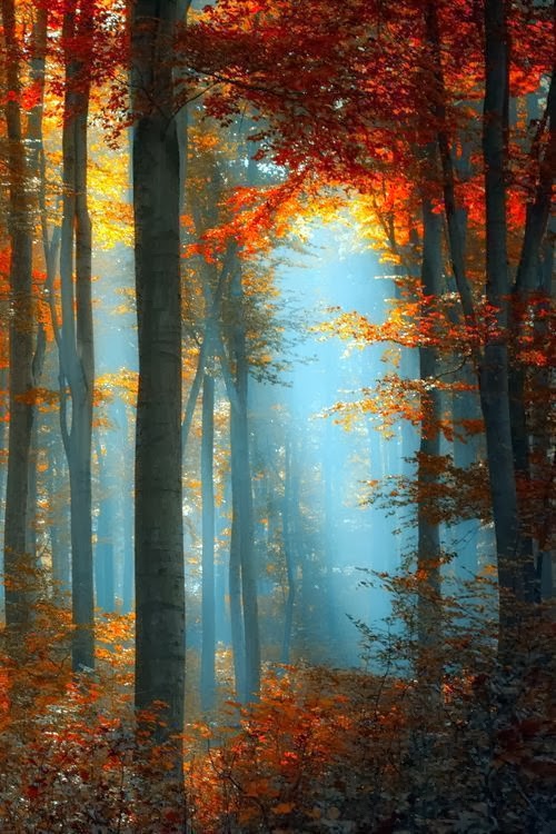 Autumn Forest - Favorite Photoz