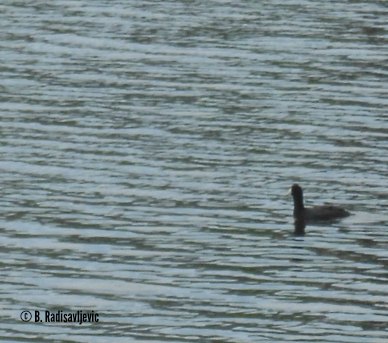 Laguna Lake is Full Again