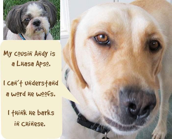 Talking Dogs At For Love Of A Dog Wordless Wednesday Speak English Dog talking-dogs-at-for-love-of-a-dog-wordless-wednesday-speak-english-dog