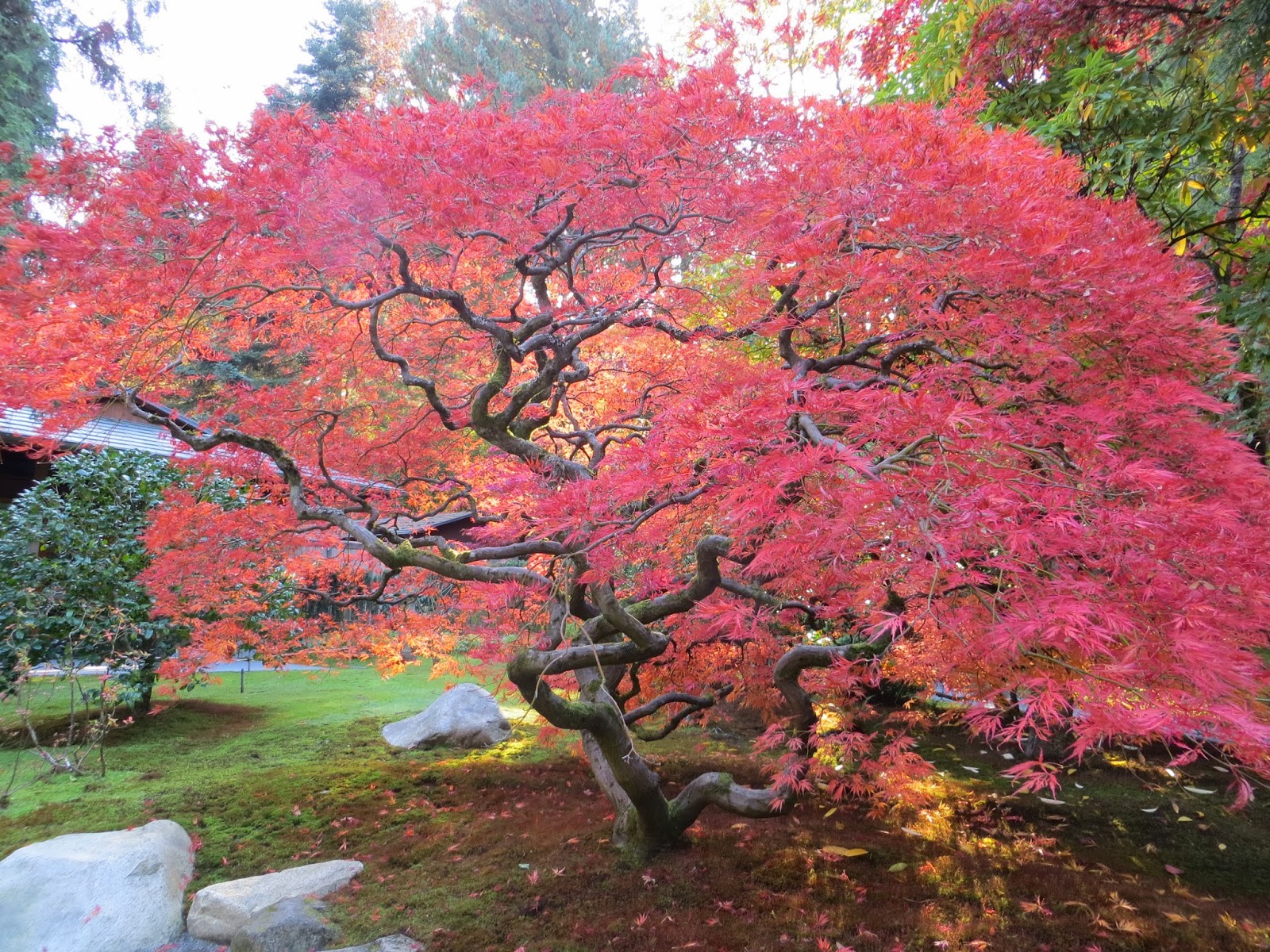 Seattle Japanese Garden Community Blog: October 2013